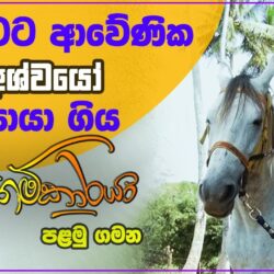ලංකාවට ආවේණික අශ්වයෝ සොයාගිය පිටගම්කාරයා Pitagamkaraya - පිටගම්කාරයා