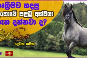 කෘත්‍රිමව හදපු ලංකාවේ පළමු අශ්වයා ගැන ඔබ දන්නවා ද? - Pitagamkaraya - පිටගම්කාරයා