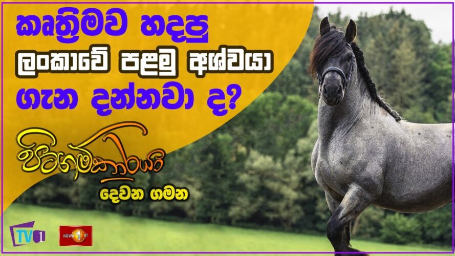 කෘත්‍රිමව හදපු ලංකාවේ පළමු අශ්වයා ගැන ඔබ දන්නවා ද? - Pitagamkaraya - පිටගම්කාරයා
